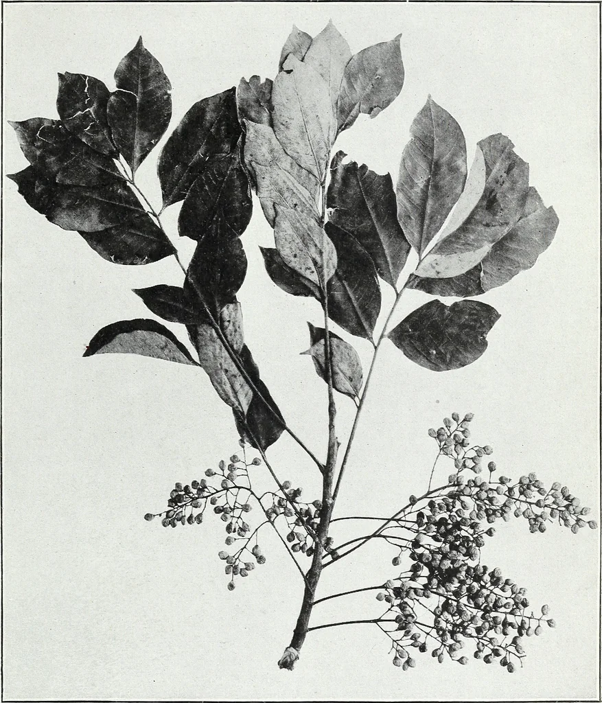 An illustration from American sumac : a valuable tanning material and dyestuff, 1918, leaf 16