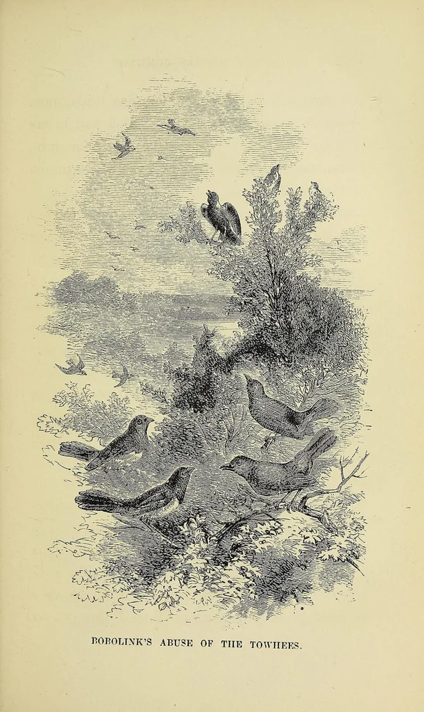 An illustration from Among the birds : a series of sketches for young folks, illustrating the domestic life of our feathered friends, 1868, leaf 229