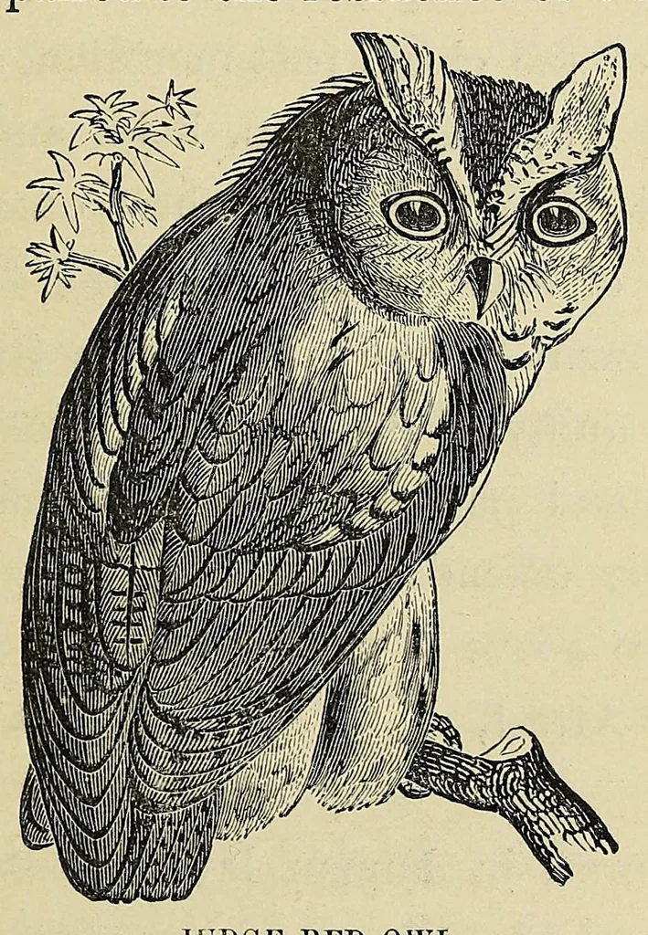 An illustration from Among the birds : a series of sketches for young folks, illustrating the domestic life of our feathered friends, 1868, leaf 57