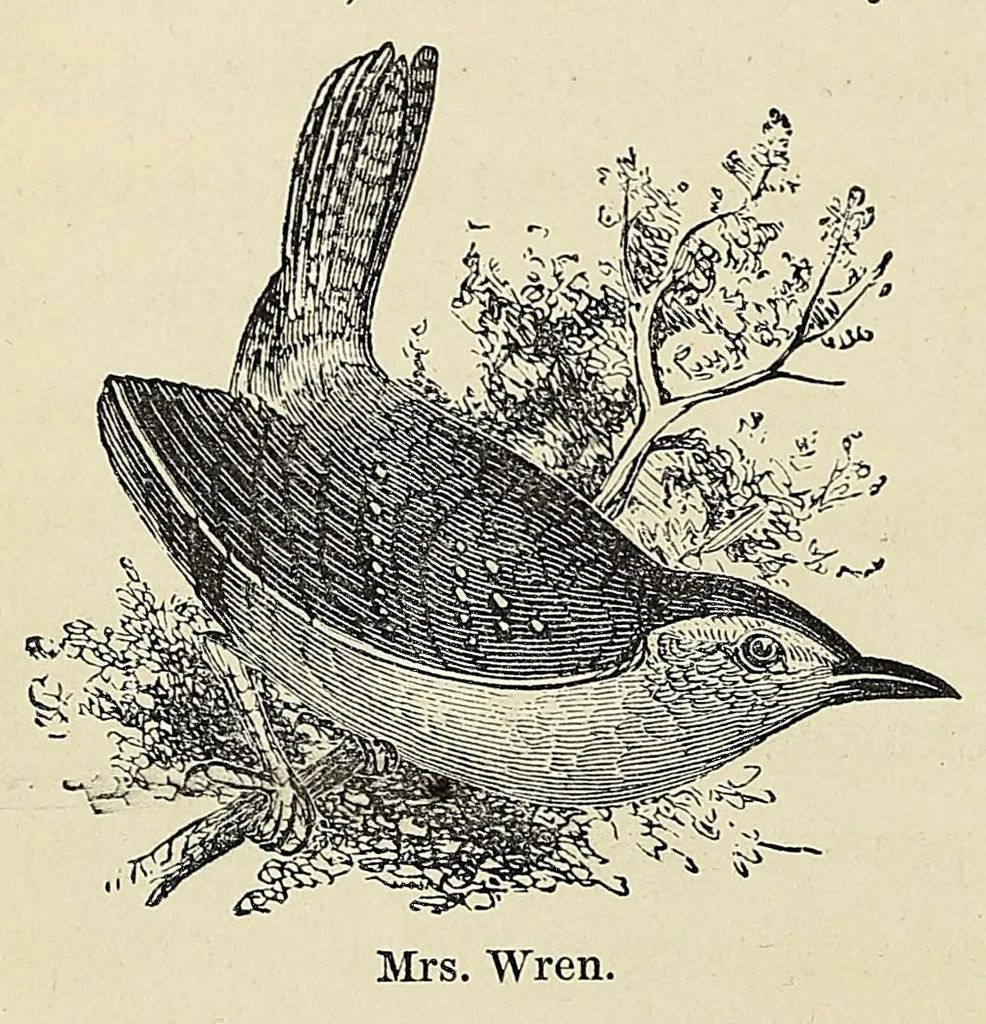 An illustration from Among the birds : a series of sketches for young folks, illustrating the domestic life of our feathered friends, 1868, leaf 92