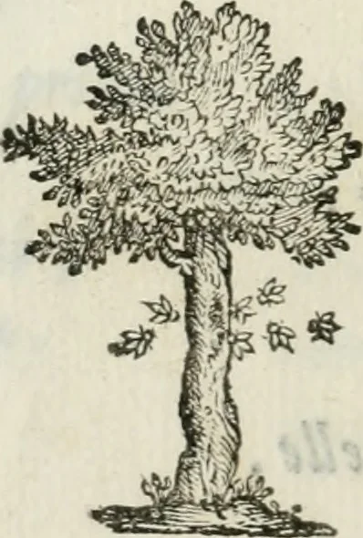An illustration from Documenti d'amore, 1640, leaf 259