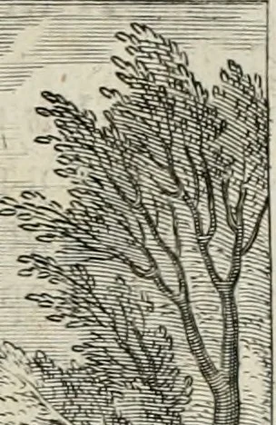 An illustration from Amoris divini emblemata, 1660, leaf 86