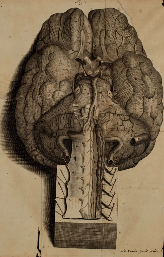 An illustration from The anatomy of the brain : containing its mechanism and physiology, together with some new discoveries and corrections of ancient and modern authors upon that subject : to which is annex’d a particular account of animal functions and muscular motion, the whole illustrated with elegant sculptures after the life, 1695, leaf 223