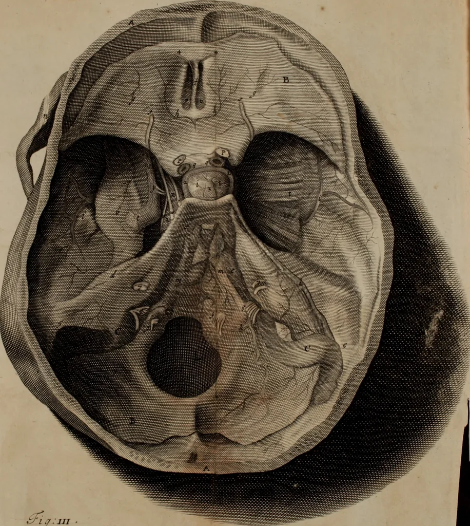 An illustration from The anatomy of the brain : containing its mechanism and physiology, together with some new discoveries and corrections of ancient and modern authors upon that subject : to which is annex’d a particular account of animal functions and muscular motion, the whole illustrated with elegant sculptures after the life, 1695, leaf 227