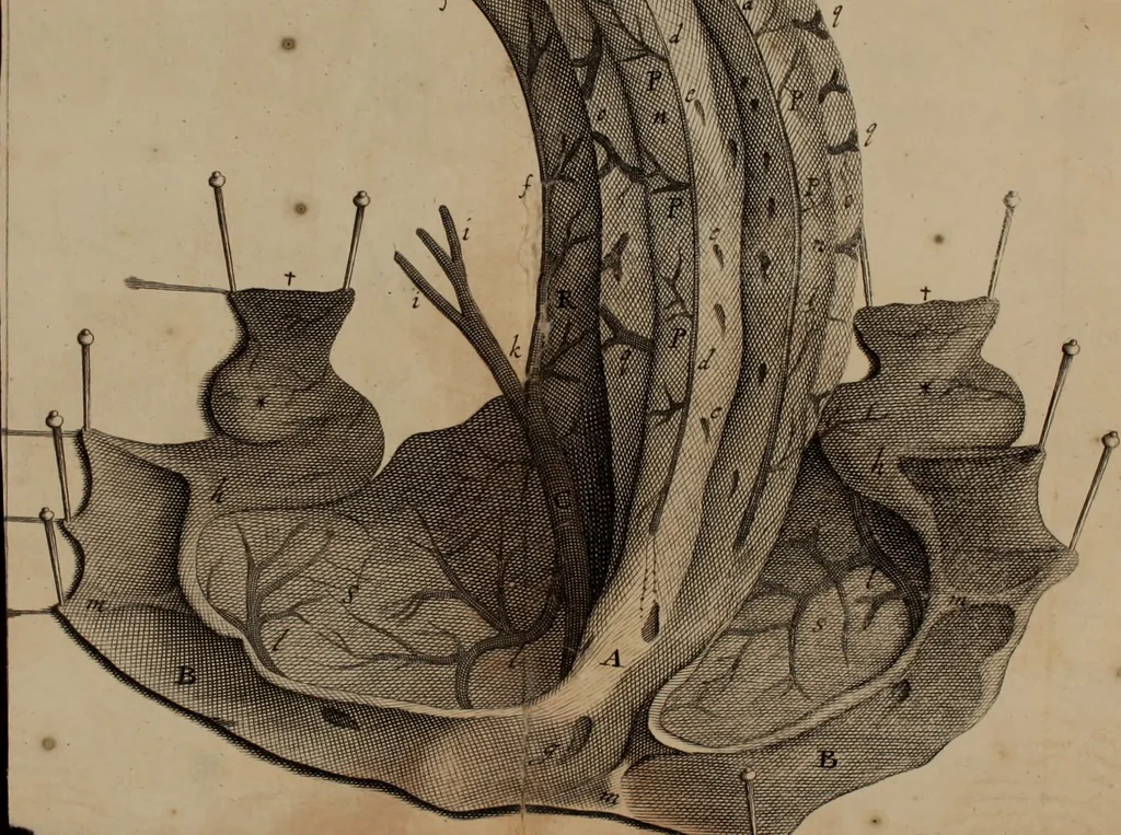 An illustration from The anatomy of the brain : containing its mechanism and physiology, together with some new discoveries and corrections of ancient and modern authors upon that subject : to which is annex’d a particular account of animal functions and muscular motion, the whole illustrated with elegant sculptures after the life, 1695, leaf 231