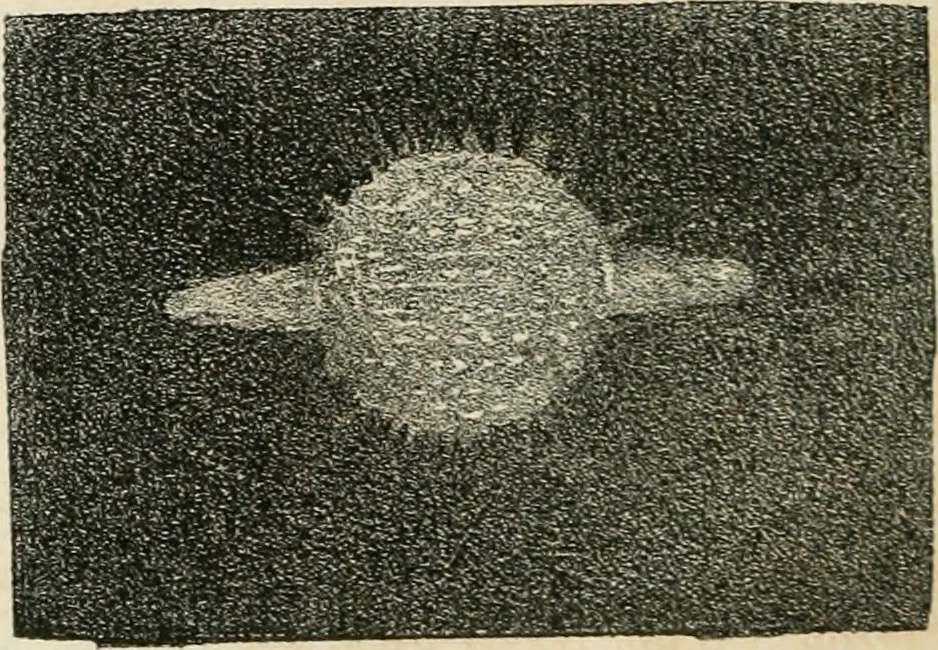 An illustration from Analyse spectrale des corps célestes. Traduit de l'anglais par l'abbé Moigno, 1866, leaf 39