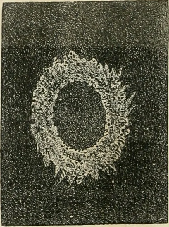 An illustration from Analyse spectrale des corps célestes. Traduit de l'anglais par l'abbé Moigno, 1866, leaf 41