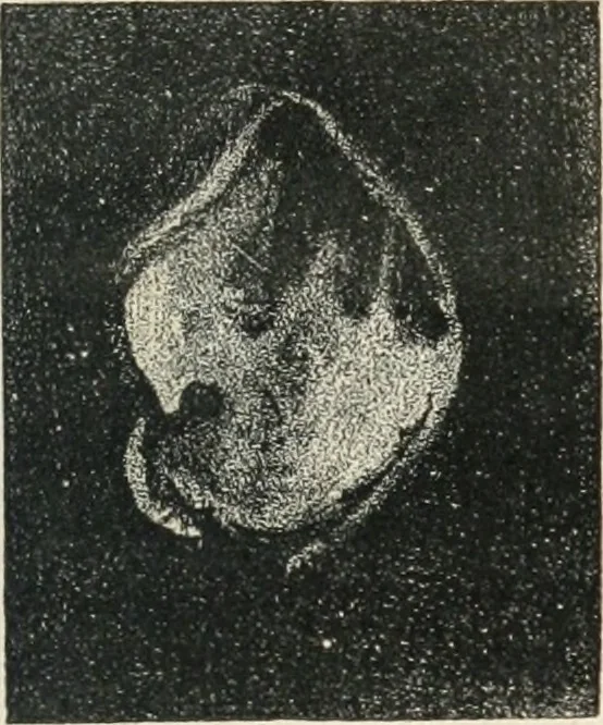 An illustration from Analyse spectrale des corps célestes. Traduit de l'anglais par l'abbé Moigno, 1866, leaf 42