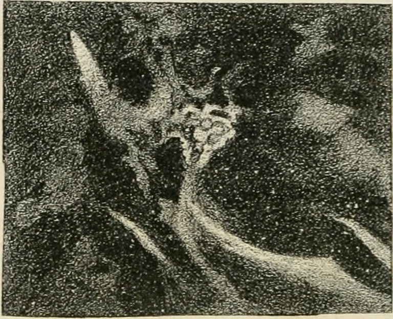 An illustration from Analyse spectrale des corps célestes. Traduit de l'anglais par l'abbé Moigno, 1866, leaf 43