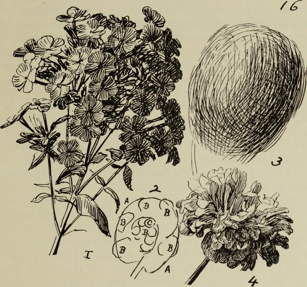An illustration from Analysis of drawing, painting and composing, 1904, leaf 188