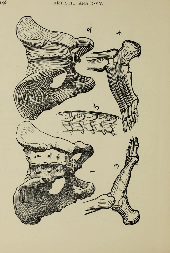 An illustration from Analysis of drawing, painting and composing, 1904, leaf 209