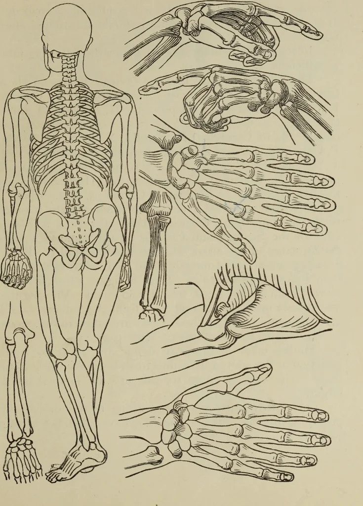 An illustration from Analysis of drawing, painting and composing, 1904, leaf 212
