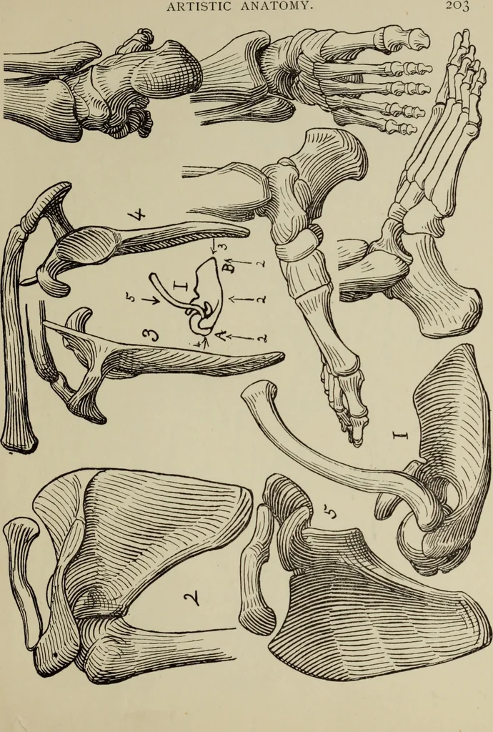 An illustration from Analysis of drawing, painting and composing, 1904, leaf 214