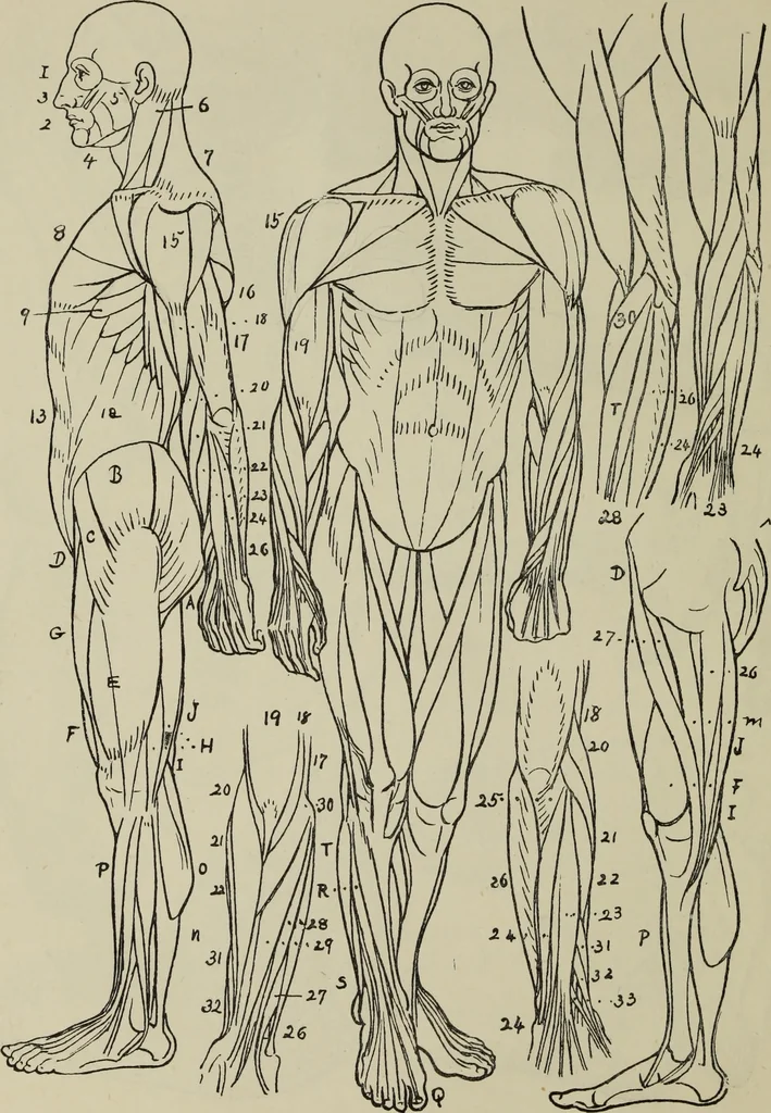 An illustration from Analysis of drawing, painting and composing, 1904, leaf 215