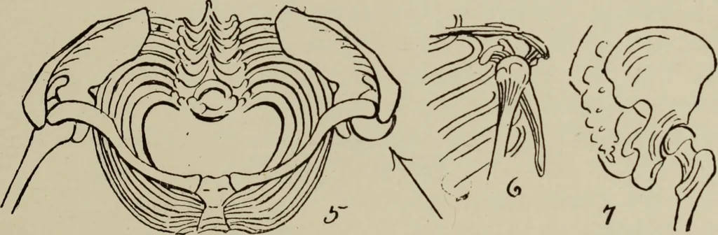 An illustration from Analysis of drawing, painting and composing, 1904, leaf 22