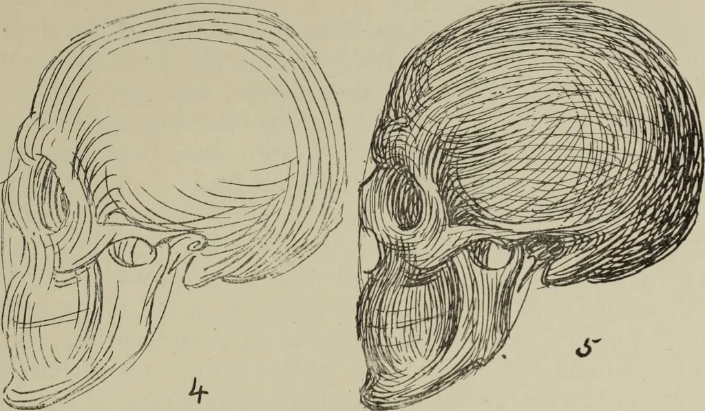 An illustration from Analysis of drawing, painting and composing, 1904, leaf 82