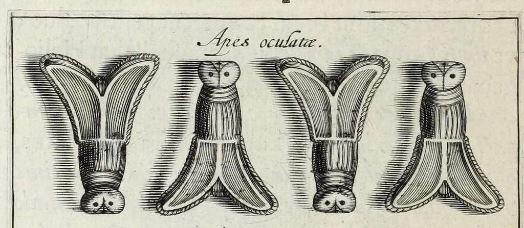 An illustration from Anastasis Childerici I. Francorum regis, siue, Thesaurus sepulchralis Tornaci Neruiorum effossus, & commentario illustratus, 1655, leaf 346