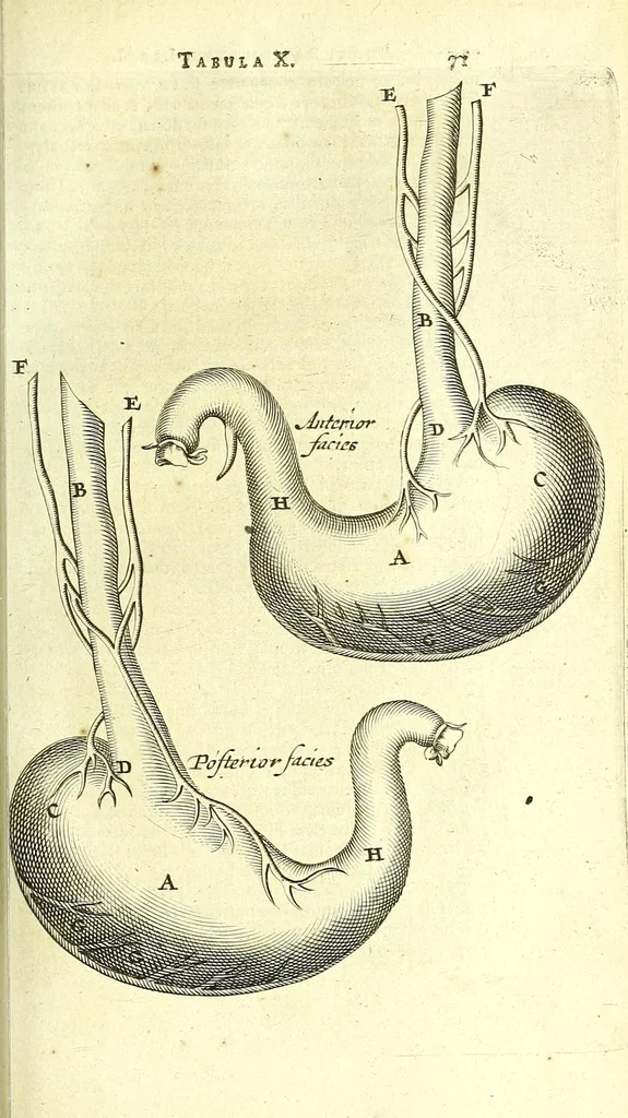 An illustration from Anatome, ex omnium veterum recentiorumque observationibus imprimis Institutionibus b. m. parentis Ca, 1686, leaf 101