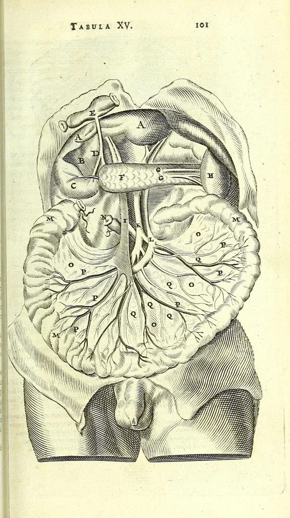An illustration from Anatome, ex omnium veterum recentiorumque observationibus imprimis Institutionibus b. m. parentis Ca, 1686, leaf 131