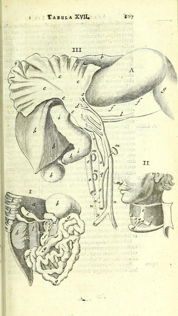 An illustration from Anatome, ex omnium veterum recentiorumque observationibus imprimis Institutionibus b. m. parentis Ca, 1686, leaf 137