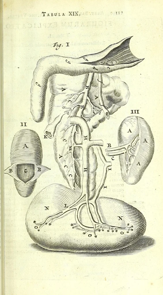 An illustration from Anatome, ex omnium veterum recentiorumque observationibus imprimis Institutionibus b. m. parentis Ca, 1686, leaf 149