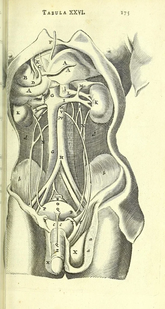 An illustration from Anatome, ex omnium veterum recentiorumque observationibus imprimis Institutionibus b. m. parentis Ca, 1686, leaf 209