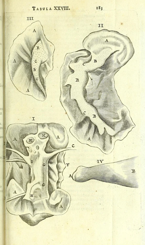 An illustration from Anatome, ex omnium veterum recentiorumque observationibus imprimis Institutionibus b. m. parentis Ca, 1686, leaf 217