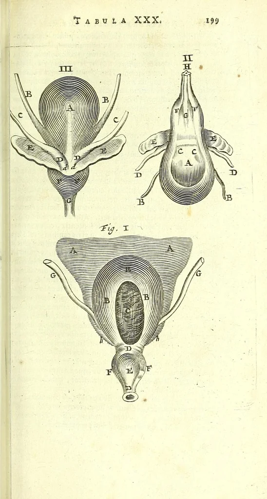 An illustration from Anatome, ex omnium veterum recentiorumque observationibus imprimis Institutionibus b. m. parentis Ca, 1686, leaf 233