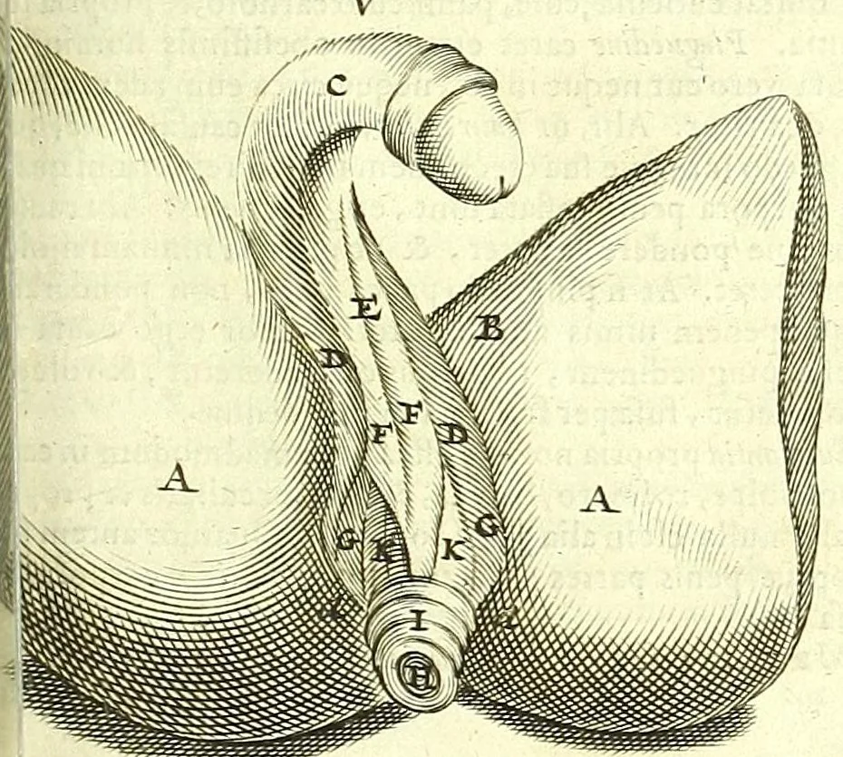 An illustration from Anatome, ex omnium veterum recentiorumque observationibus imprimis Institutionibus b. m. parentis Ca, 1686, leaf 273