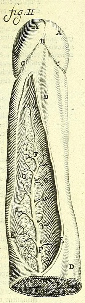 An illustration from Anatome, ex omnium veterum recentiorumque observationibus imprimis Institutionibus b. m. parentis Ca, 1686, leaf 279