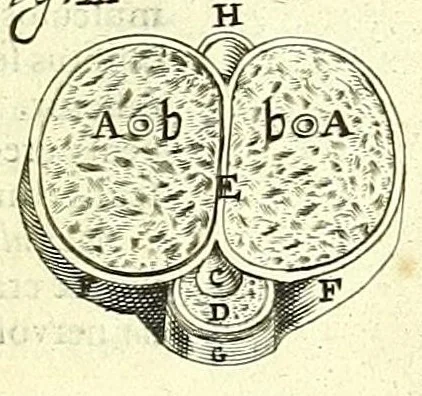 An illustration from Anatome, ex omnium veterum recentiorumque observationibus imprimis Institutionibus b. m. parentis Ca, 1686, leaf 279