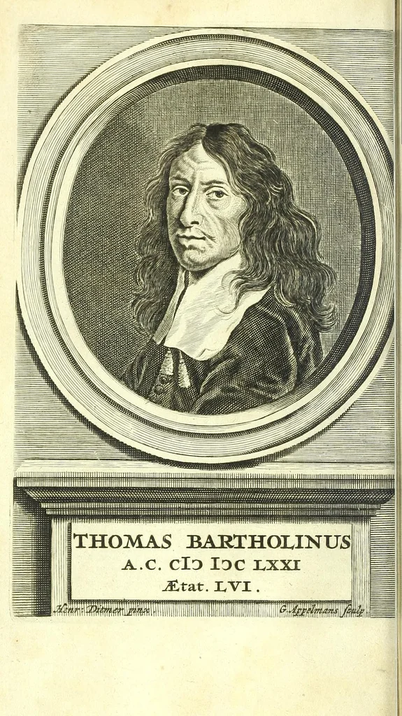 An illustration from Anatome, ex omnium veterum recentiorumque observationibus imprimis Institutionibus b. m. parentis Ca, 1686, leaf 30