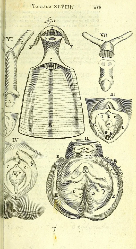 An illustration from Anatome, ex omnium veterum recentiorumque observationibus imprimis Institutionibus b. m. parentis Ca, 1686, leaf 325