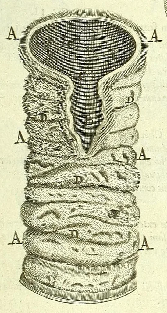An illustration from Anatome, ex omnium veterum recentiorumque observationibus imprimis Institutionibus b. m. parentis Ca, 1686, leaf 337