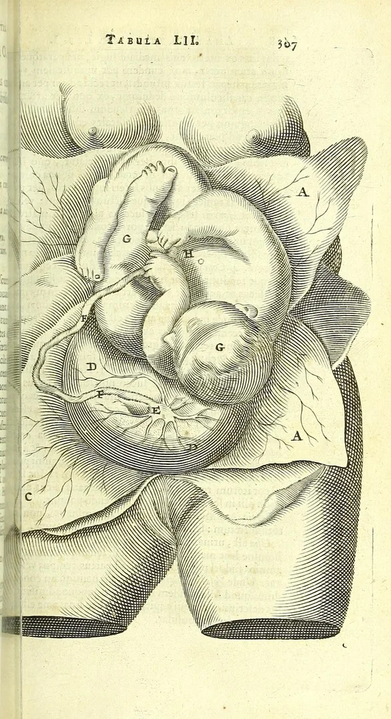 An illustration from Anatome, ex omnium veterum recentiorumque observationibus imprimis Institutionibus b. m. parentis Ca, 1686, leaf 347