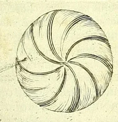 An illustration from Anatome, ex omnium veterum recentiorumque observationibus imprimis Institutionibus b. m. parentis Ca, 1686, leaf 403