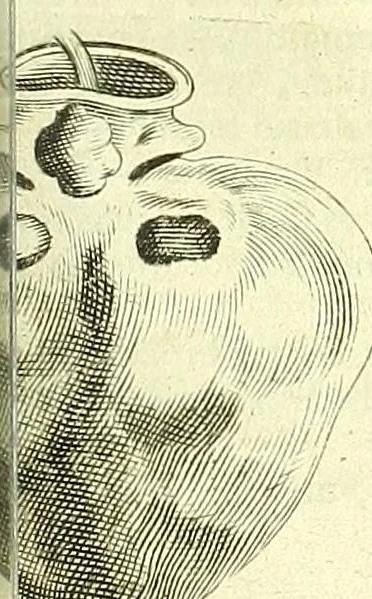 An illustration from Anatome, ex omnium veterum recentiorumque observationibus imprimis Institutionibus b. m. parentis Ca, 1686, leaf 403