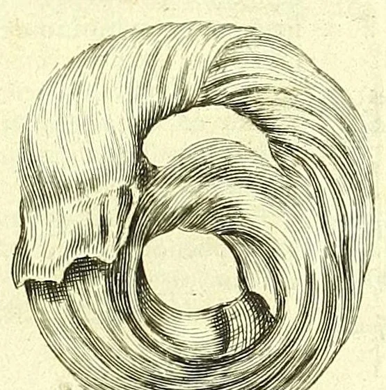 An illustration from Anatome, ex omnium veterum recentiorumque observationibus imprimis Institutionibus b. m. parentis Ca, 1686, leaf 403