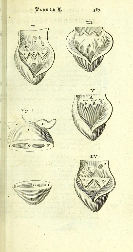 An illustration from Anatome, ex omnium veterum recentiorumque observationibus imprimis Institutionibus b. m. parentis Ca, 1686, leaf 431