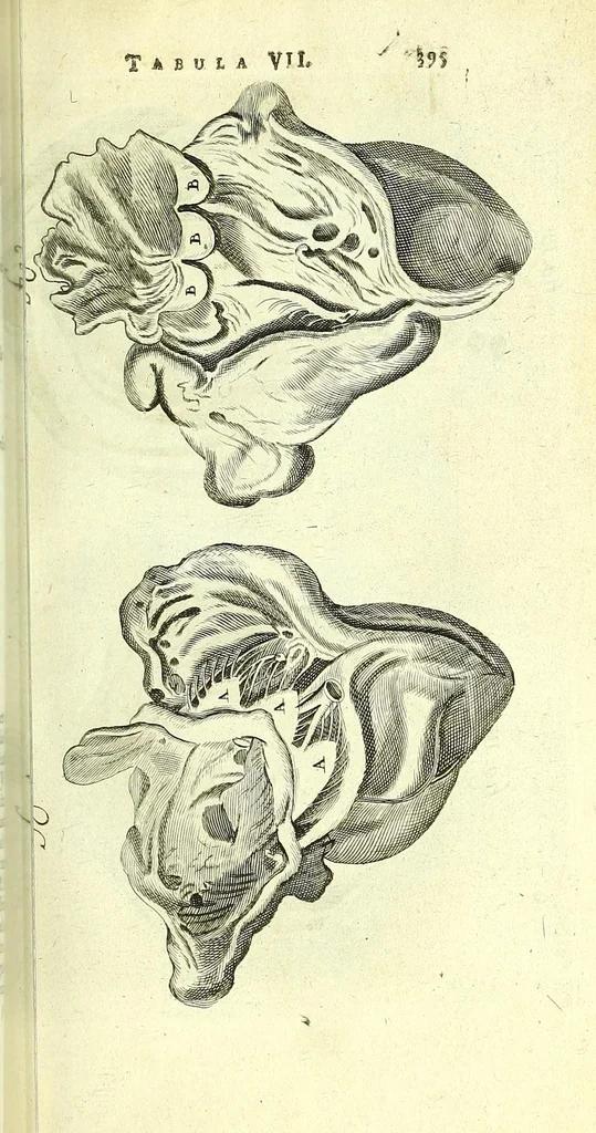 An illustration from Anatome, ex omnium veterum recentiorumque observationibus imprimis Institutionibus b. m. parentis Ca, 1686, leaf 437