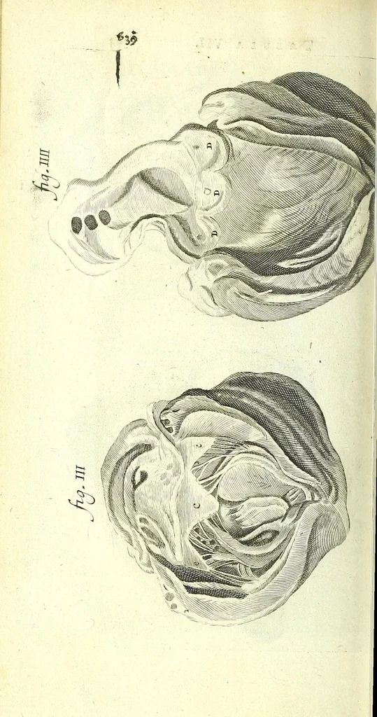 An illustration from Anatome, ex omnium veterum recentiorumque observationibus imprimis Institutionibus b. m. parentis Ca, 1686, leaf 438