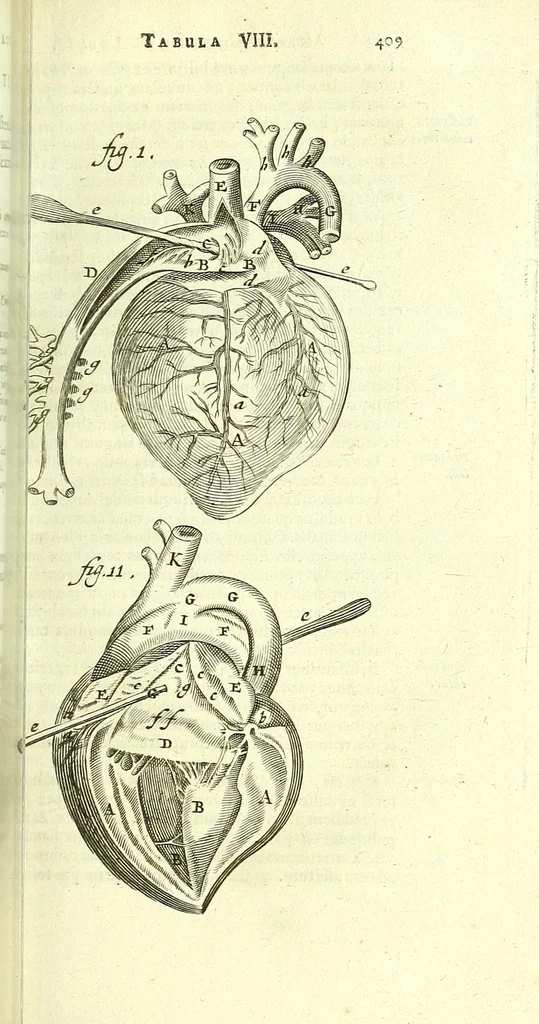 An illustration from Anatome, ex omnium veterum recentiorumque observationibus imprimis Institutionibus b. m. parentis Ca, 1686, leaf 451