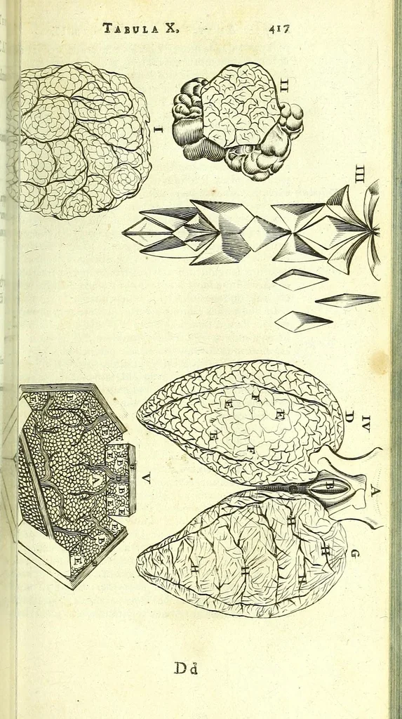 An illustration from Anatome, ex omnium veterum recentiorumque observationibus imprimis Institutionibus b. m. parentis Ca, 1686, leaf 459