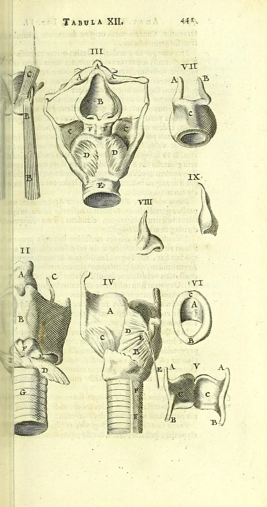 An illustration from Anatome, ex omnium veterum recentiorumque observationibus imprimis Institutionibus b. m. parentis Ca, 1686, leaf 483