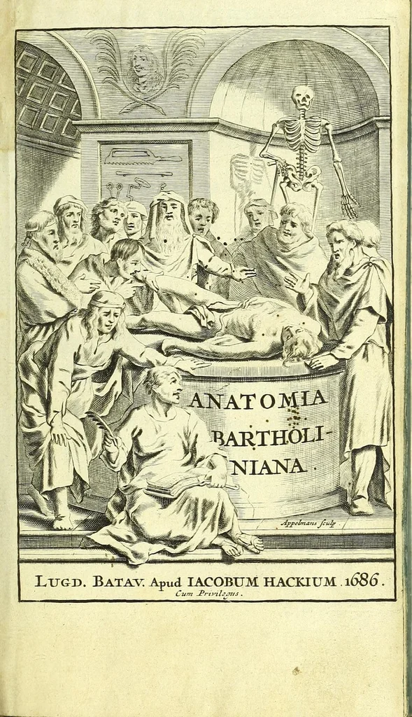 An illustration from Anatome, ex omnium veterum recentiorumque observationibus imprimis Institutionibus b. m. parentis Ca, 1686, leaf 5