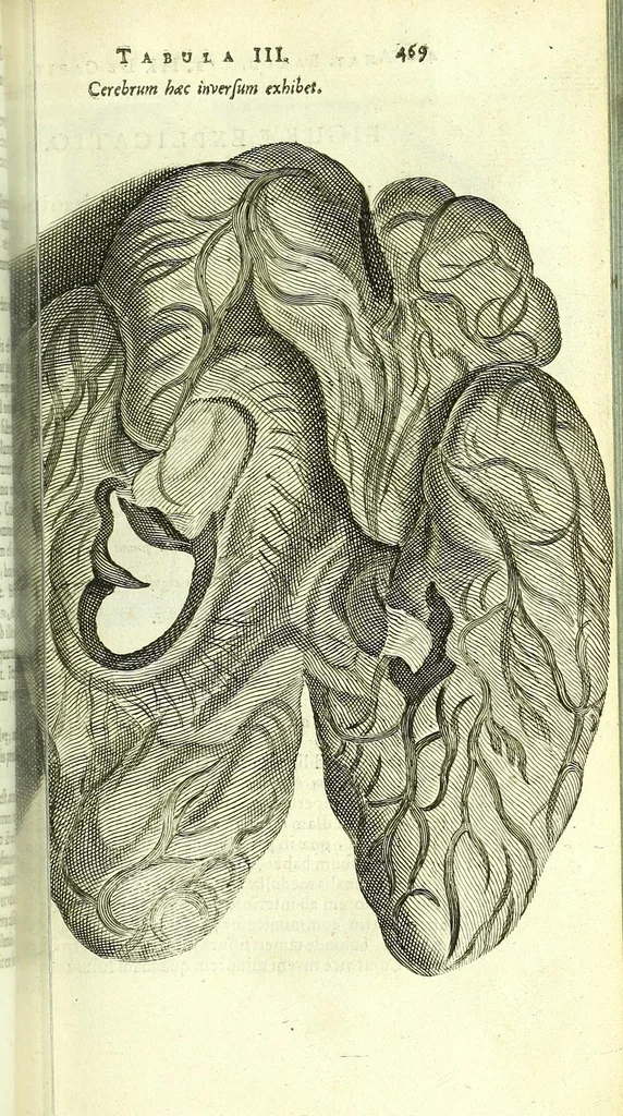 An illustration from Anatome, ex omnium veterum recentiorumque observationibus imprimis Institutionibus b. m. parentis Ca, 1686, leaf 511
