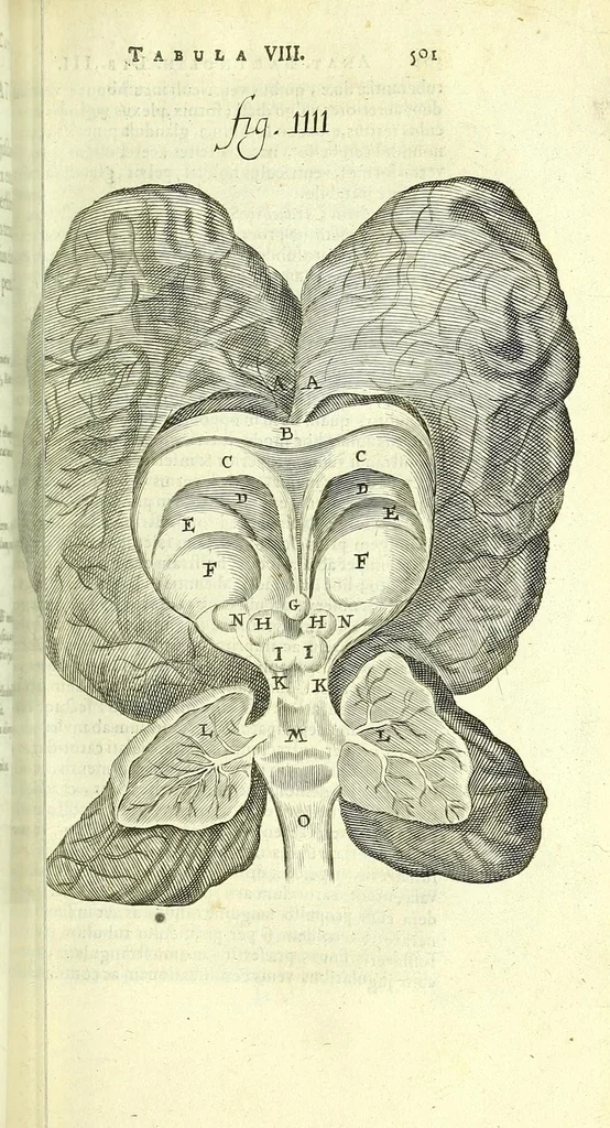An illustration from Anatome, ex omnium veterum recentiorumque observationibus imprimis Institutionibus b. m. parentis Ca, 1686, leaf 543