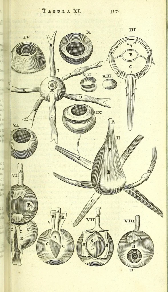 An illustration from Anatome, ex omnium veterum recentiorumque observationibus imprimis Institutionibus b. m. parentis Ca, 1686, leaf 559