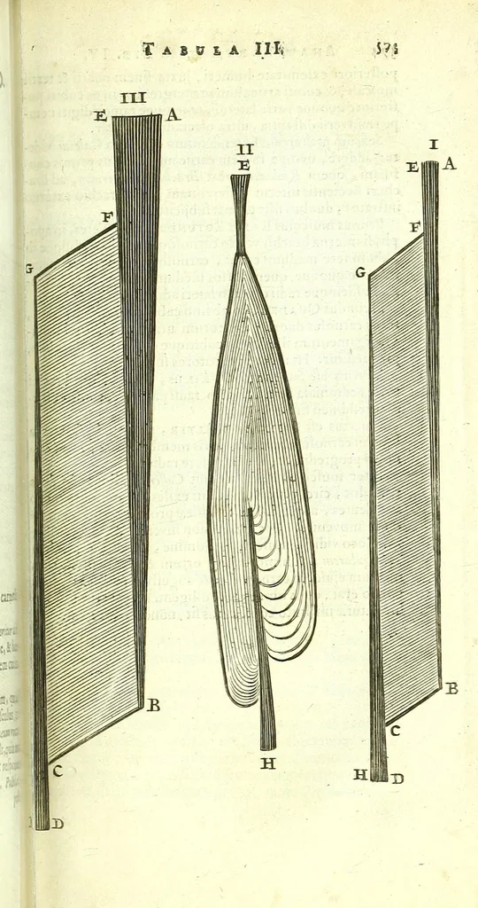 An illustration from Anatome, ex omnium veterum recentiorumque observationibus imprimis Institutionibus b. m. parentis Ca, 1686, leaf 619