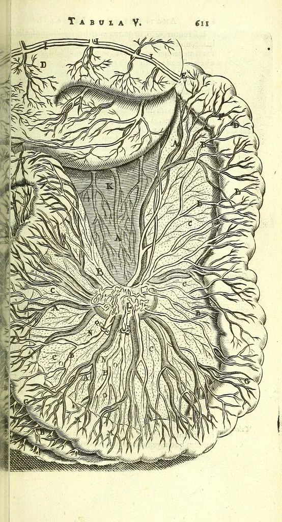 An illustration from Anatome, ex omnium veterum recentiorumque observationibus imprimis Institutionibus b. m. parentis Ca, 1686, leaf 659